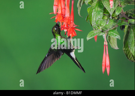 Turmalin Sunangel Kolibri Heliangelus Exortis männlich Fütterung von Fuchsia Blume Papallacta Ecuador Anden Südamerikas Stockfoto