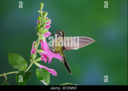 Tyrian Metaltail Kolibri Metallura Tyrianthina Erwachsene ernähren sich von Salbei Blume Papallacta Ecuador Anden Südamerikas Januar Stockfoto