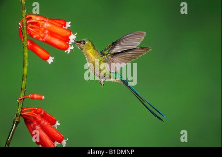 Violett-tailed Sylph Kolibri Aglaiocercus Coelestis Männchen ernähren sich von Blume Mindo Ecuador Anden Südamerikas Januar 2008 Stockfoto