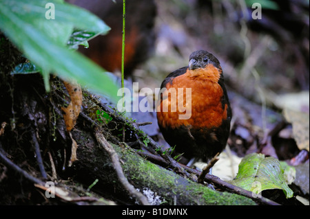 Dunkel-backed Holz-Wachtel Odontophorus Melanonotus Erwachsene Mindo Ecuador Anden Südamerikas Januar 2008 Stockfoto