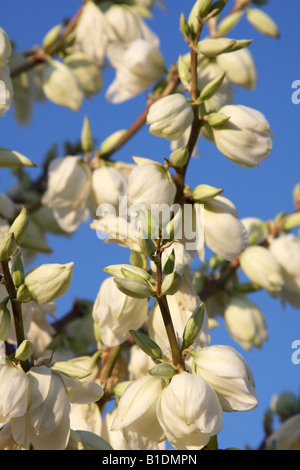 Soaptree Yucca Blüten (Yucca Elata), Arizona, USA Stockfoto