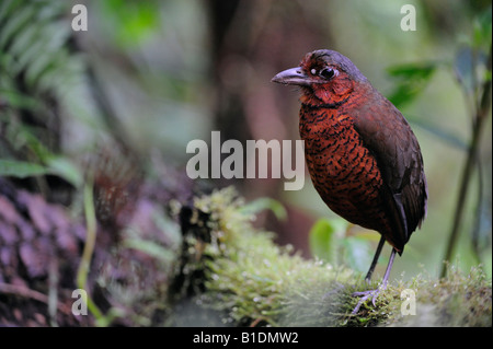 Riesige Antpitta Grallaria Gigantea Erwachsenen Paz de Las Aves Mindo Ecuador Anden Südamerikas Januar 2008 Stockfoto