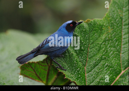 Maskierte Blume Piercer Diglossa Cyanea Erwachsene Ecuador Anden Südamerikas Januar 2008 Stockfoto