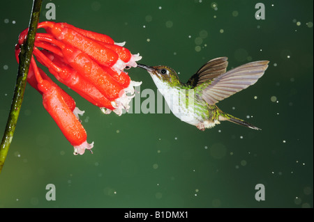 Schläger-Tail Grundfarbe Underwoodii weibliche Fütterung von Blume bei Regen Mindo Ecuador Anden Südamerikas Januar 2008 gestartet Stockfoto