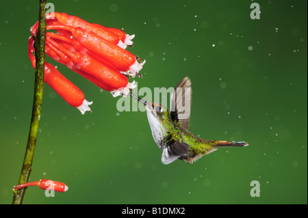 Schläger-Tail Grundfarbe Underwoodii weibliche Fütterung von Blume bei Regen Mindo Ecuador Anden Südamerikas Januar 2008 gestartet Stockfoto