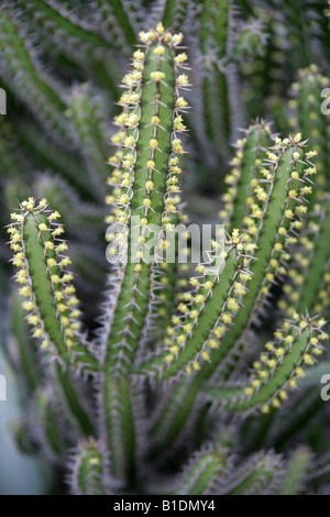 Euphorbia sp Euphorbiaceae Stockfoto