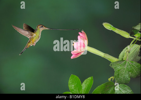 Schwert-billed Kolibri Ensifera Ensifera weiblich Fütterung von Passionsblume Passiflora Mixta Papallacta Ecuador Südamerika Stockfoto