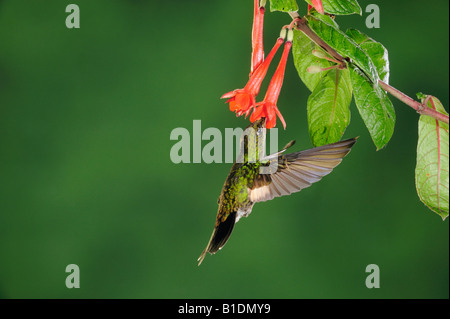 Buff-Winged Starfrontlet Coeligena Lutetiae junge Frau Fütterung von Fuchsia Blume Papallacta Ecuador Anden Südamerikas Stockfoto