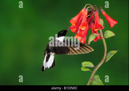 Kragen, Hummingbird Coeligena Inka Torquata männlichen Fütterung von Bomarea Blume Papallacta Ecuador Anden Südamerikas Januar Stockfoto