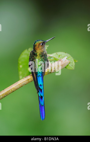 Violett-tailed Sylph Kolibri Aglaiocercus Coelestis männlich thront Mindo Ecuador Anden Südamerikas Januar 2008 Stockfoto