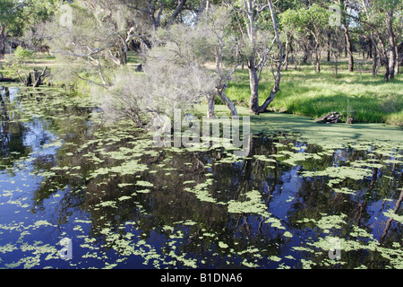 Canning River Regional Park, Westaustralien. Stockfoto