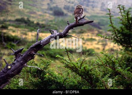 Austral Pygmäen-Eule, Glaucidium Nanum, Torres del Paine Nationalpark, Chile Stockfoto