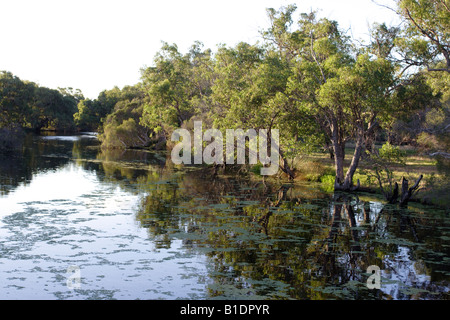 Canning River Regional Park in der Nähe von Perth, Western Australia Stockfoto