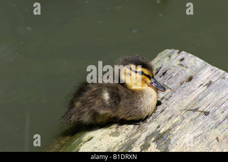 Stockente Entlein sitzen auf einem Baumstamm [Anas Platyrhynchos] Stockfoto