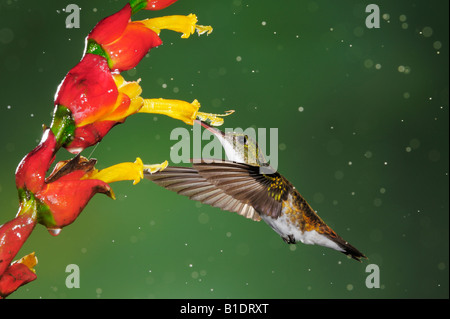 Anden Emerald Hummingbird Amazilia Franciae Erwachsene Fütterung von Blume bei Regen fallen Mindo Ecuador Anden Südamerikas Stockfoto