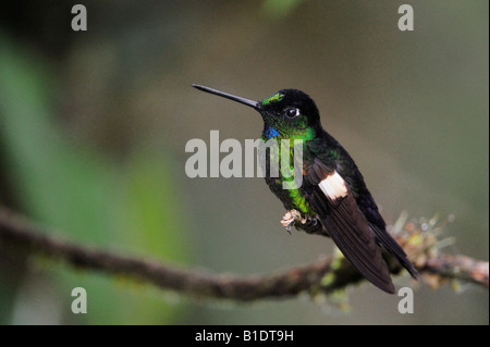 Buff-Winged Starfrontlet Kolibri Coeligena Lutetiae männlich thront Yanacocha Quito Ecuador Anden Südamerikas Januar 2008 Stockfoto