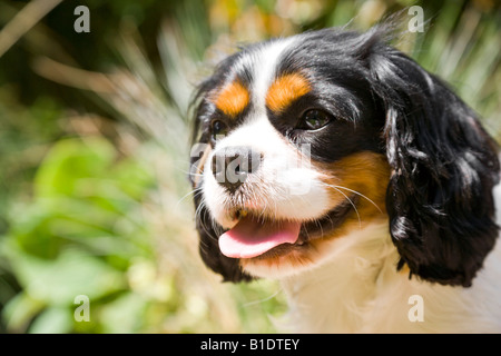 Dieses Bild fängt einen kleinen Hund aus der Cavalier King Charles Spaniel Rasse keuchend an einem heißen Tag. Stockfoto