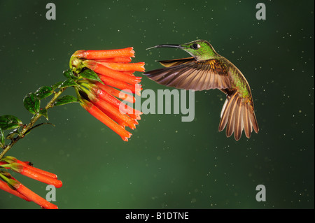 Kitz-breasted brillante Kolibri Heliodoxa Rubinoides männlich Fütterung von Blume bei Regen Mindo Ecuador Anden Südamerikas Stockfoto