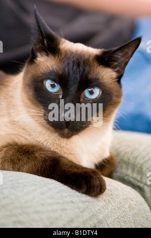 Siamesische Katze auf sofa Stockfoto