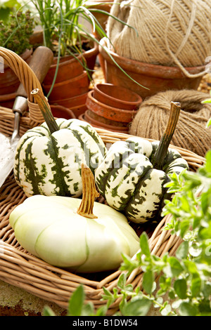 Squash-Kürbis Kürbis Gewächshaus Korb Stockfoto