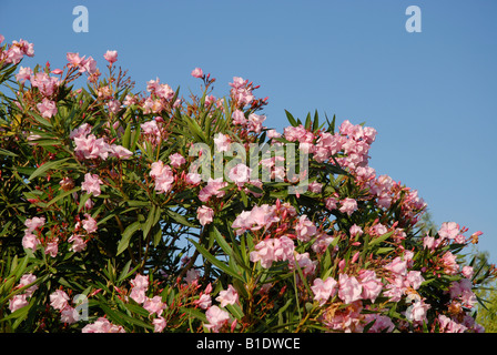 Nerium Oleander, Javea, Alicante Provinz, Comunidad Valenciana, Spanien Stockfoto