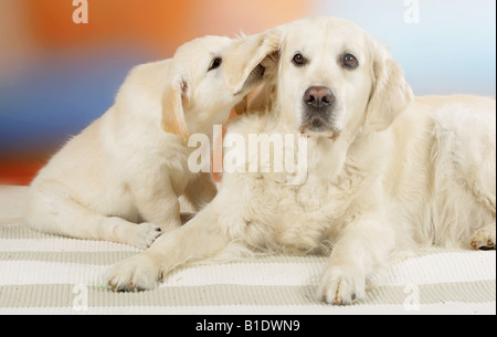 Golden Retriever. Erwachsene und Welpen im studio Stockfoto