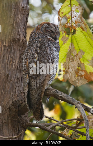 fleckige Holz Eule mit Augen geschlossen um Gir National park Stockfoto