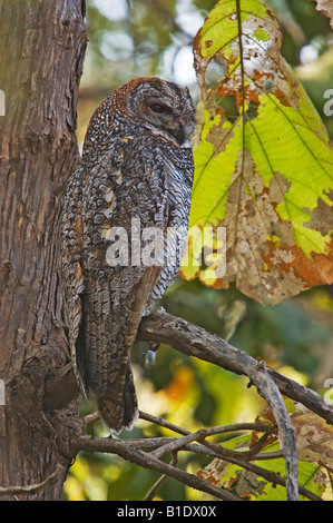 fleckige Holz Eule im Gir National park Stockfoto