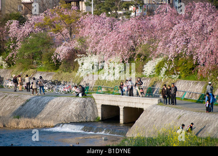 Frühling in Kyoto, Japan. Menschen gehen unter der Kirschblüte am Abend an den Ufern des Fluss Kamo Stockfoto