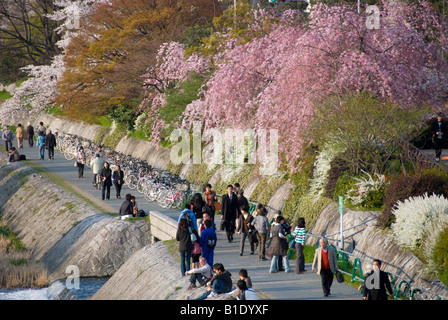 Frühling in Kyoto, Japan. Menschen gehen unter der Kirschblüte am Abend an den Ufern des Fluss Kamo Stockfoto