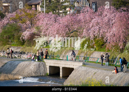 Frühling in Kyoto, Japan. Menschen gehen unter der Kirschblüte am Abend an den Ufern des Fluss Kamo Stockfoto