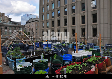 Bio-Gemüsegarten auf dem Dach der Burnside Gebäude McGill University Montreal Stockfoto