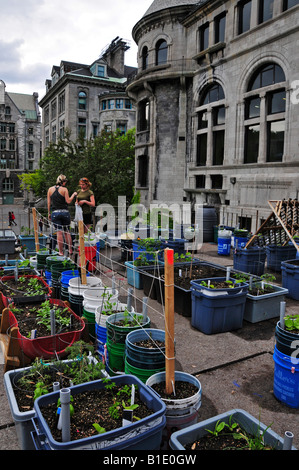 Bio-Gemüsegarten auf dem Dach der Burnside Gebäude McGill University Montreal Stockfoto