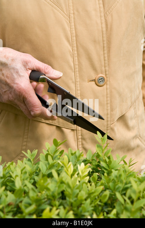 Alte Frau clipping ^ Box-Hecke (Buxus Sempervirens), UK. Stockfoto