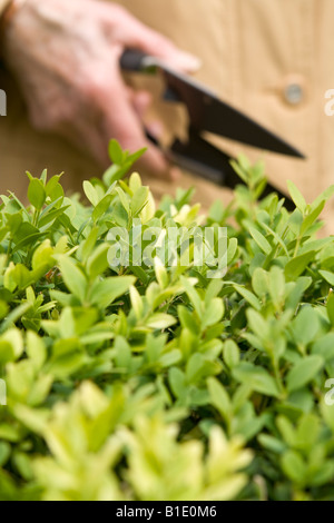 Alte Frau clipping ^ Box-Hecke (Buxus Sempervirens), UK. Stockfoto