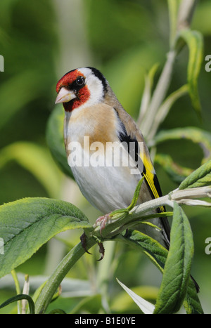 Dies ist Stieglitz Zuchtjahr Zuchtjahr ein bunter UK ansässigen Garten Vogel Stockfoto