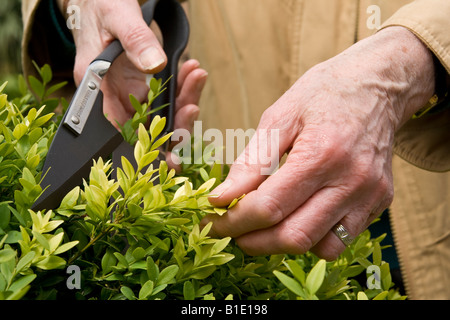 Alte Frau clipping ^ Box-Hecke (Buxus Sempervirens), UK. Stockfoto