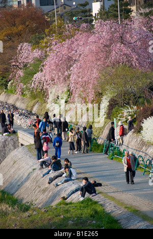 Frühling in Kyoto, Japan. Menschen gehen unter der Kirschblüte am Abend an den Ufern des Fluss Kamo Stockfoto