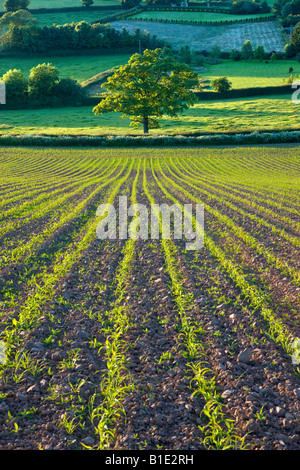 Sommerkulturen wachsen in einem Feld in der Nähe von Morchard Bischof Crediton Devon England Stockfoto