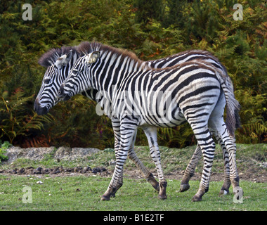 Juvenile Chapman Zebras (Equus Burchelli Chapmani) Stockfoto