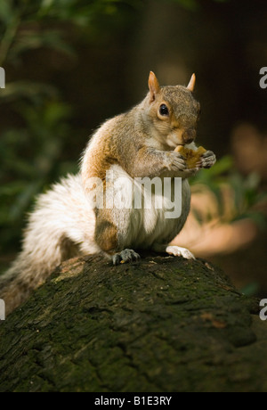 Graue Eichhörnchen Essen an einem Baum. Stockfoto