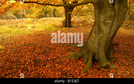 Herbst-Buche im Epping Forest, Großbritannien Stockfoto