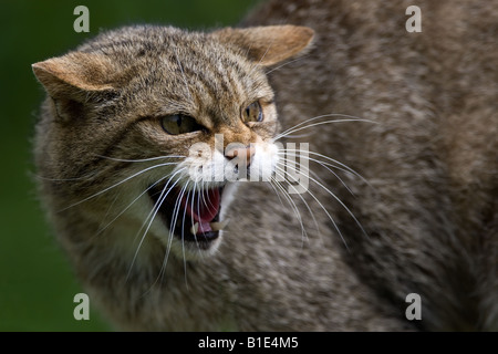 Schottische Wildkatze Knurren Stockfoto