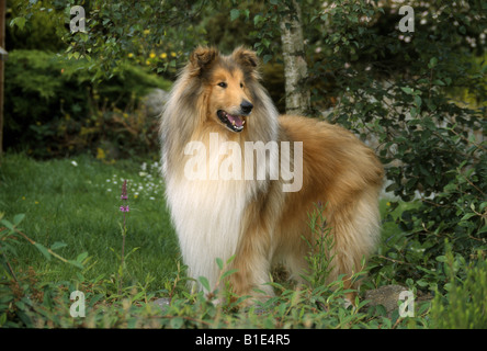 ROUGH COLLIE IRLAND Stockfoto