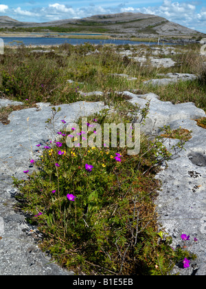 Gealain Lough und Mullagh mehr Claire der Burren Irland Stockfoto