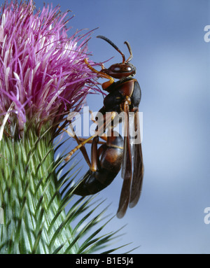 PAPIER-WESPE POLISTES SP ERWACHSENE AUF DISTEL PEST UM HÄUSER Stockfoto