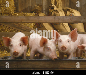 30 35 LB 6 WOCHEN ALTEN FEEDER SCHWEIN STUDIO Stockfoto