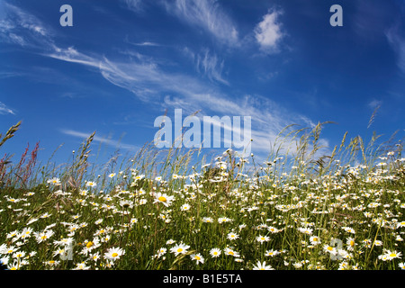 Oxeye Gänseblümchen unter einem blauen Sommerhimmel Stockfoto