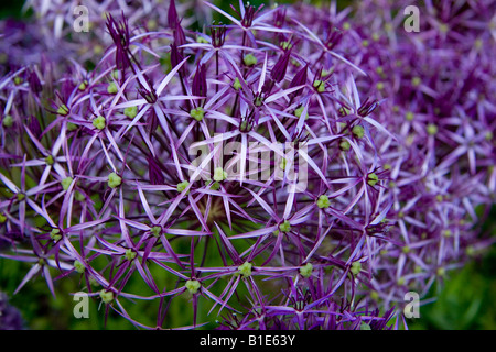 Allium Cristophii persische Zwiebel Stern von Persien Allium albopilosum Stockfoto