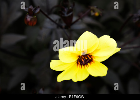 Dahlie Bishop Auckland Stockfoto